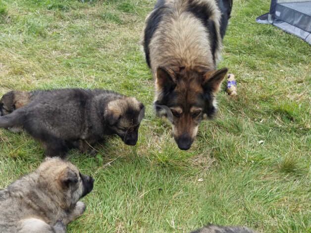 German shepard puppies for sale in Lochgelly, Fife - Image 2