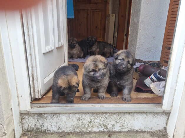 German shepard puppies for sale in Lochgelly, Fife - Image 3