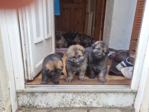 German shepard puppies for sale in Lochgelly, Fife - Image 4