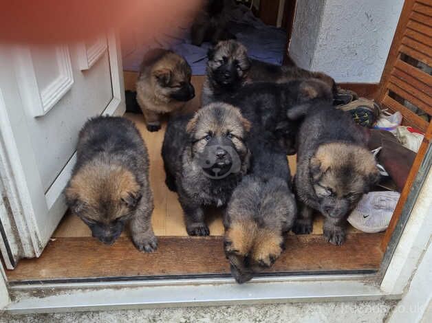 German shepard puppies for sale in Lochgelly, Fife - Image 5