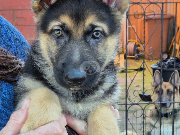 German shepard puppies for sale in Stoke-on-Trent, Staffordshire