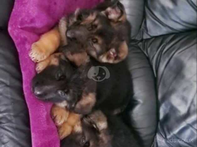 German shepard puppies for sale in Strabane, Strabane