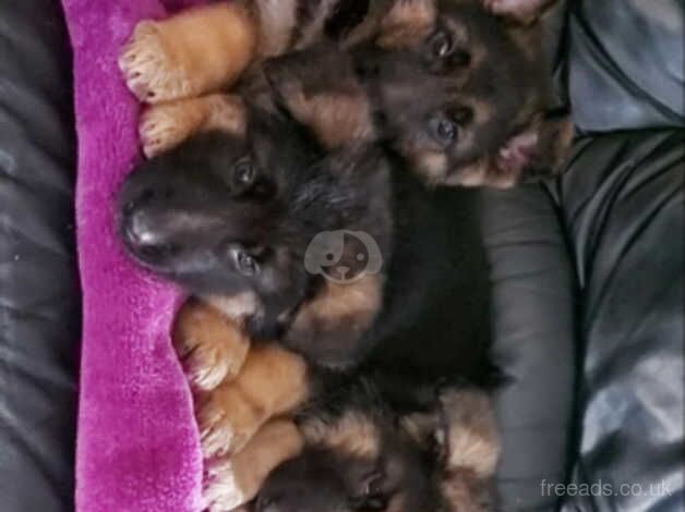 German Shepherds for sale in Strabane, Strabane