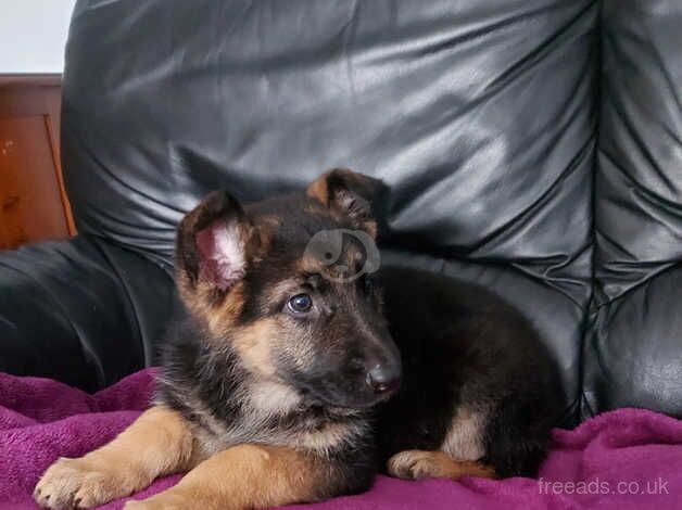 German Shepherd Puppies for sale in Strabane