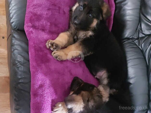 German Shepherd Puppies for sale