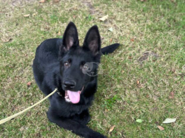 German Shepard puppy for sale in Poole, North Yorkshire