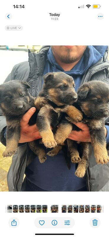 German Shepard pups for sale in Ely, Cambridgeshire