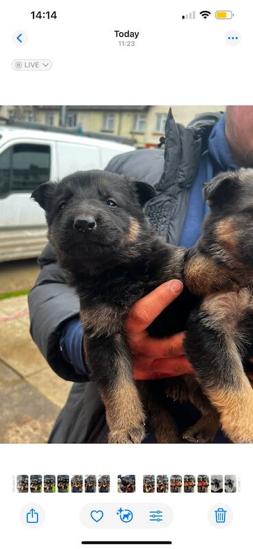 German Shepard pups for sale in Ely, Cambridgeshire - Image 2