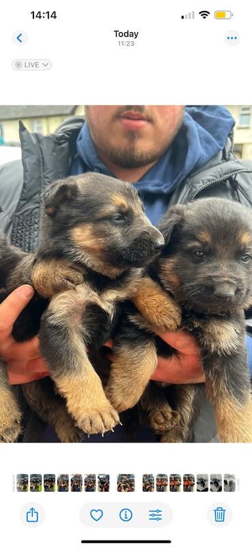 German Shepard pups for sale in Ely, Cambridgeshire - Image 3