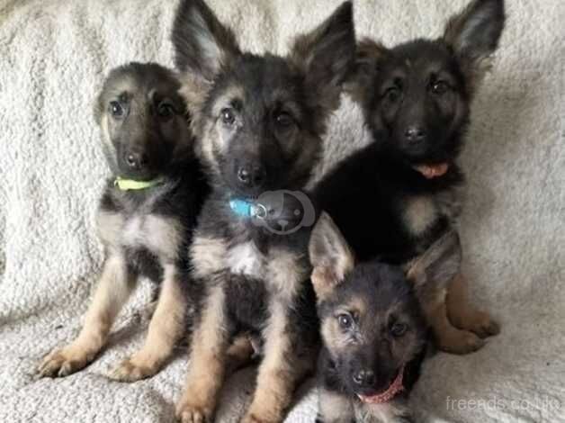 German Shepard pups for sale in Wrexham, Wrexham - Image 1