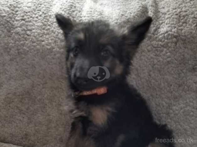 German Shepard pups for sale in Wrexham, Wrexham - Image 2