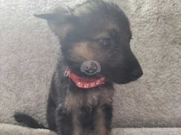 German Shepard pups for sale in Wrexham, Wrexham - Image 3