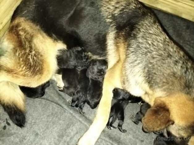 German Shepard pups for sale in Wrexham, Wrexham - Image 4