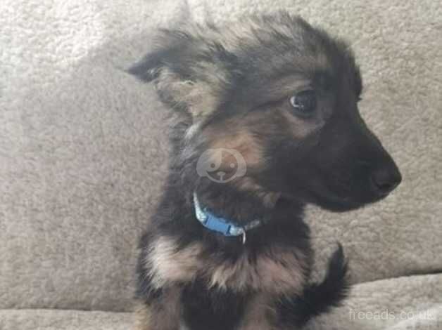 German Shepard pups for sale in Wrexham, Wrexham - Image 5