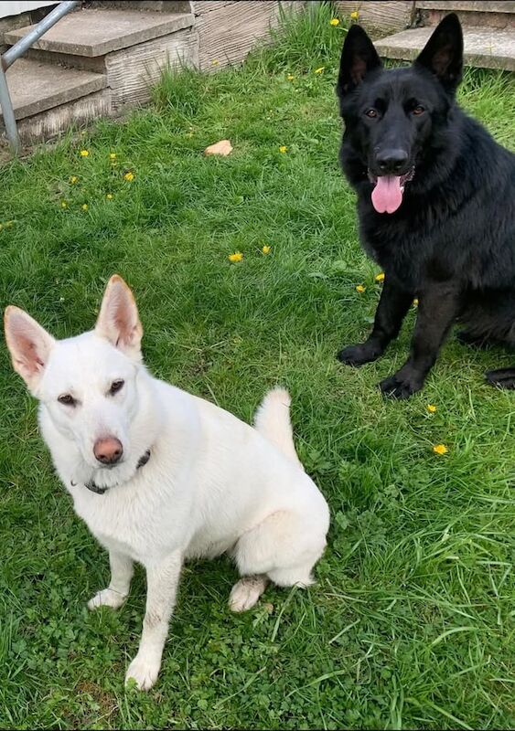 German Shepard pups full bread for sale in Armagh, County Armagh