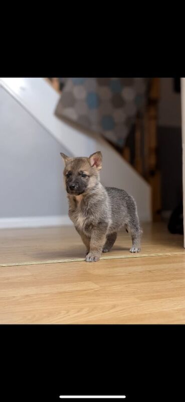 German Shepard pups full bread for sale in Armagh, County Armagh - Image 2