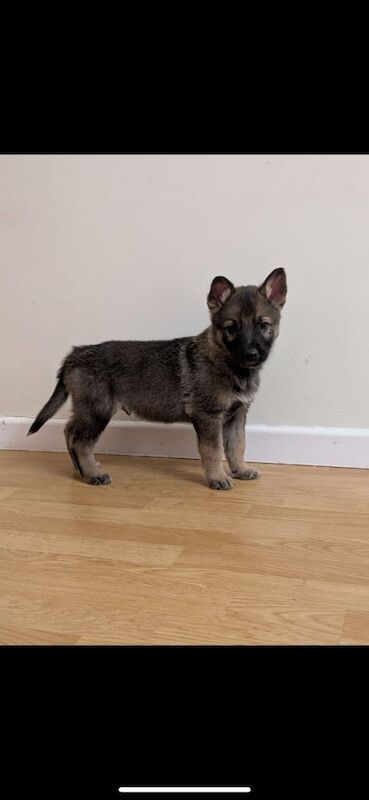 German Shepard pups full bread for sale in Armagh, County Armagh - Image 3