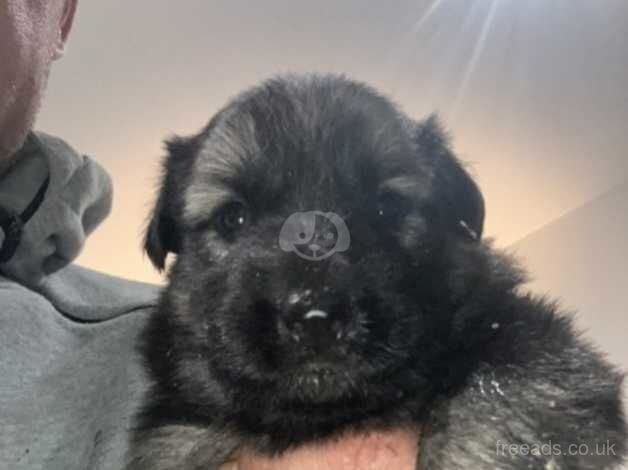 German shepard pups for sale in Falkirk