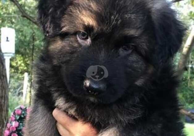 German Shepard pups for sale in Merthyr Tydfil, Merthyr Tydfil