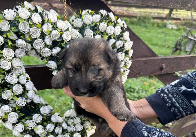 German Shepherd Puppies for sale