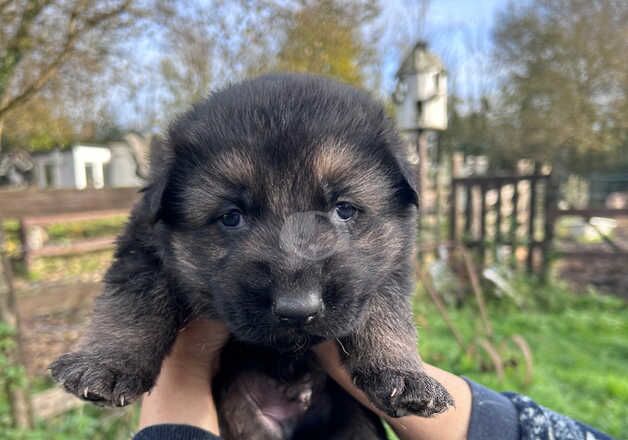 German Shepard pups for sale in Merthyr Tydfil, Merthyr Tydfil - Image 5