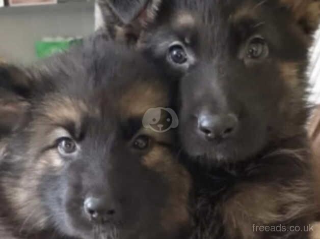 German shepard pups for sale in Neath, Neath Port Talbot