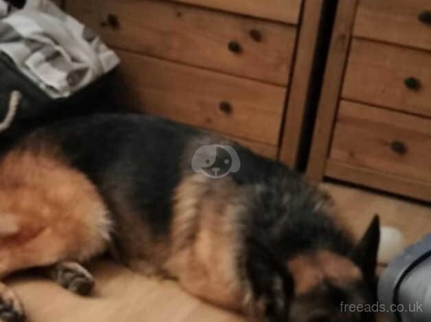 German shepard pups for sale in Neath, Neath Port Talbot - Image 3