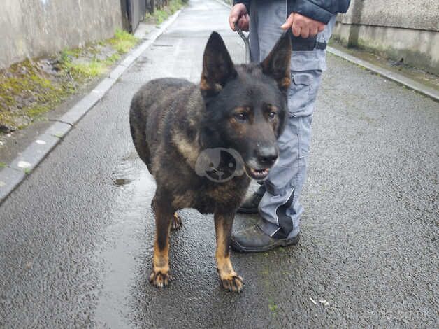 German shepard to good home for sale in Strabane, Strabane