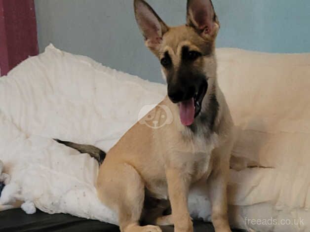 German Shepard To Rehome for sale in Peacehaven, East Sussex