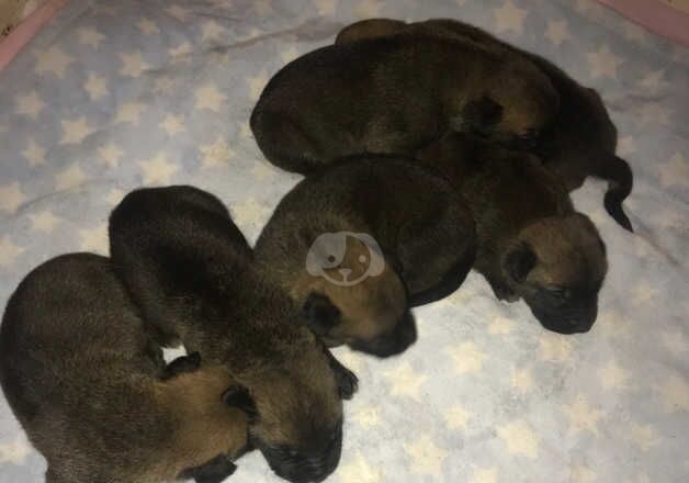 German Shepherd Puppies For Sale Under £1,000