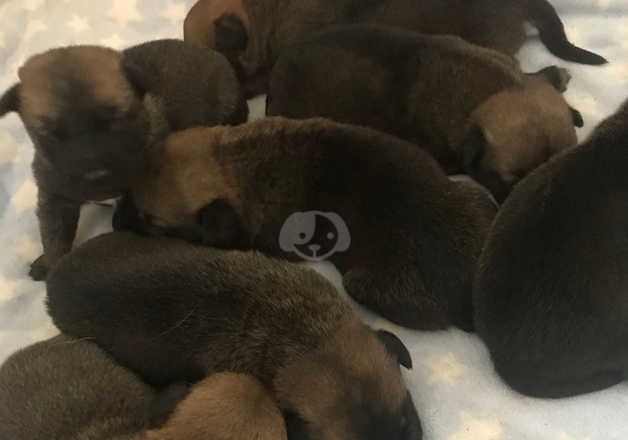 German Shepard x cane corso for sale in Swansea/Abertawe, Swansea - Image 2