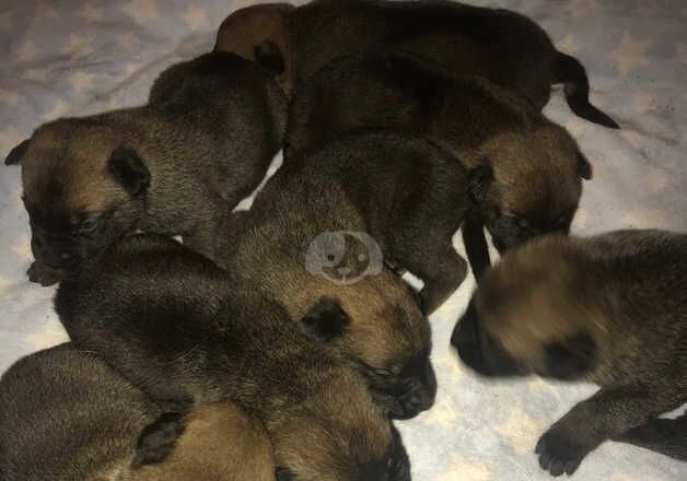 German Shepard x cane corso for sale in Swansea/Abertawe, Swansea - Image 3