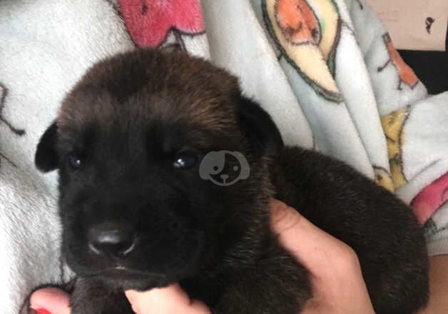 German Shepard x cane corso for sale in Swansea/Abertawe, Swansea - Image 4