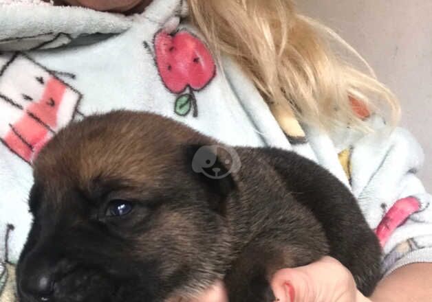 German Shepard x cane corso for sale in Swansea/Abertawe, Swansea - Image 5