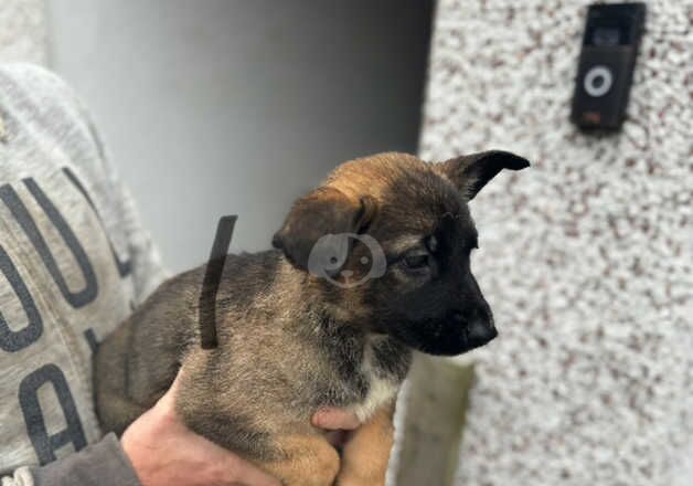 German Shepards 3 boys 1 girl left for sale in Doncaster, South Yorkshire - Image 2