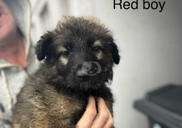 German Shepherd Puppies for sale in South Yorkshire