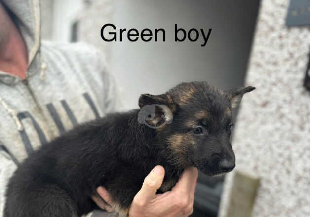 German Shepherd Puppies for sale