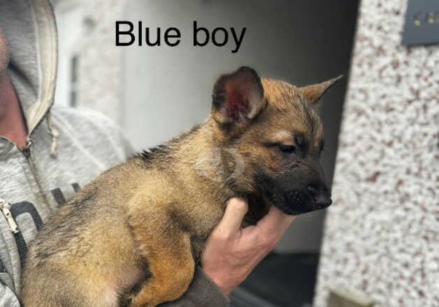 German Shepards 3 boys 1 girl left for sale in Doncaster, South Yorkshire - Image 5