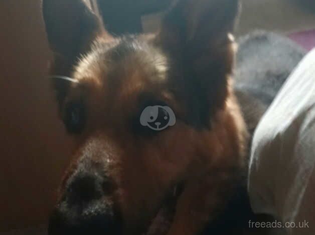 German Shepeard needing a loving home for sale in Wakefield, West Yorkshire