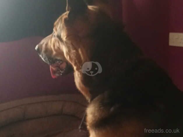 German Shepeard needing a loving home for sale in Wakefield, West Yorkshire - Image 2