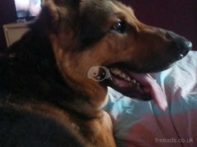 German Shepeard needing a loving home for sale in Wakefield, West Yorkshire - Image 3