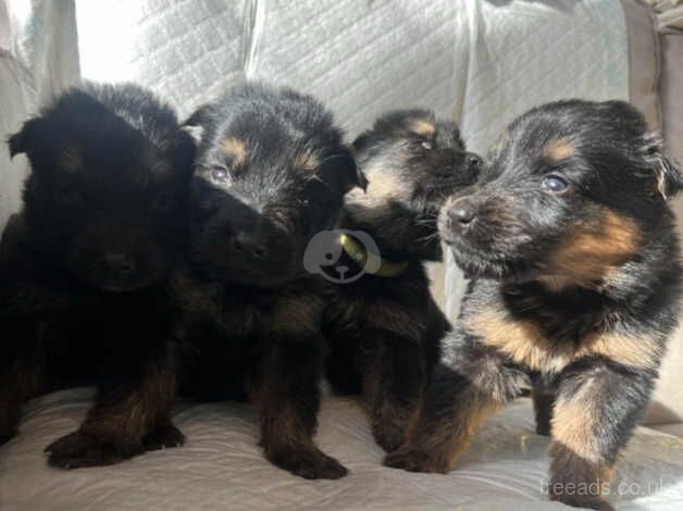 German shepeard pups for sale in Nottingham, Nottinghamshire - Image 1