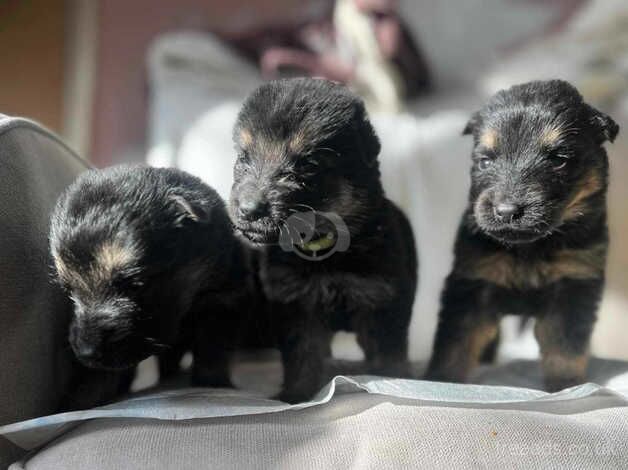 German shepeard pups for sale in Nottingham, Nottinghamshire - Image 2