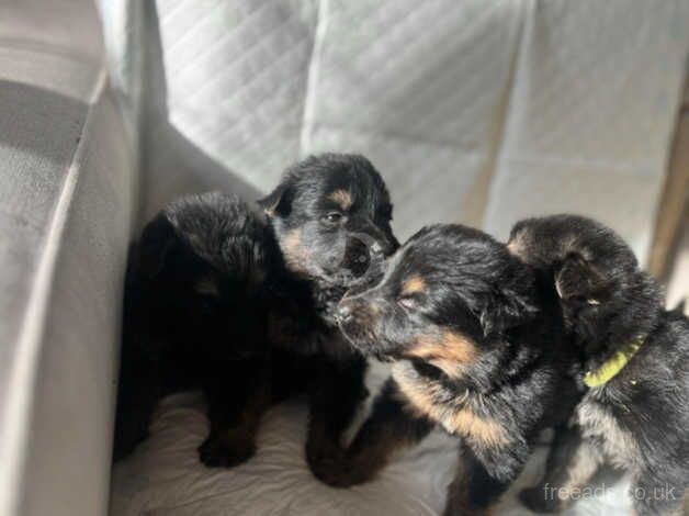 German shepeard pups for sale in Nottingham, Nottinghamshire - Image 3