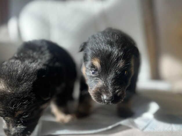 German shepeard pups for sale in Nottingham, Nottinghamshire - Image 4