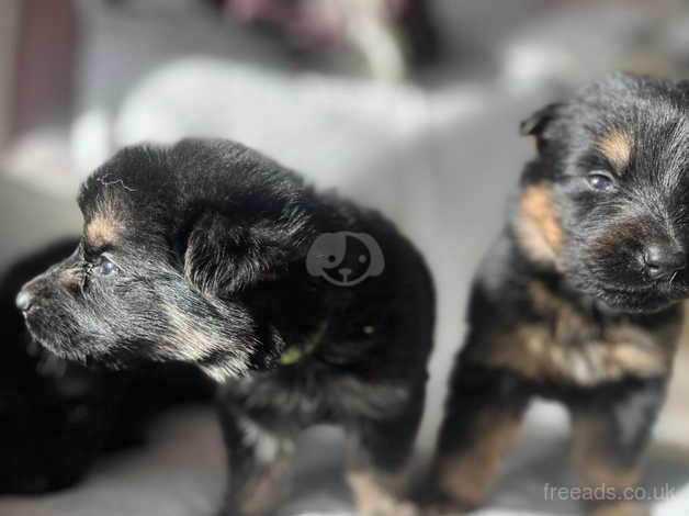 German shepeard pups for sale in Nottingham, Nottinghamshire - Image 5