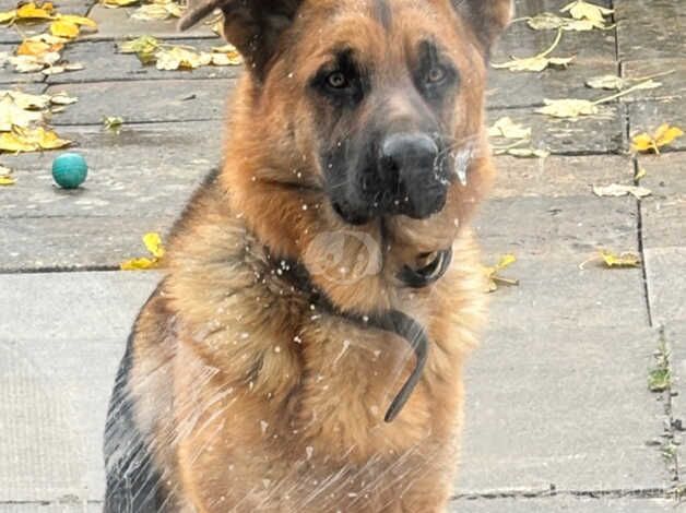 German Shepeherd Boy for sale in Luton, Bedfordshire