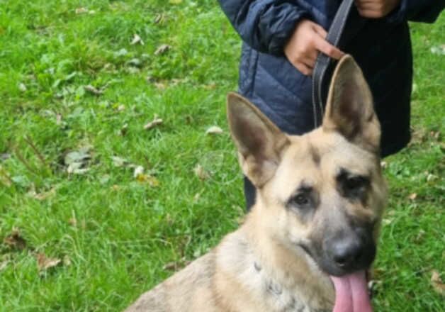 German sheperd for sale in Huddersfield, West Yorkshire