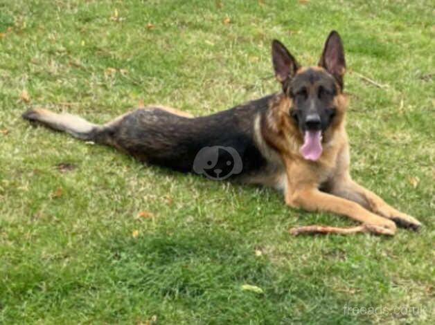 German sheperd for sale in Kingston Upon Thames, Kingston upon Thames, Greate