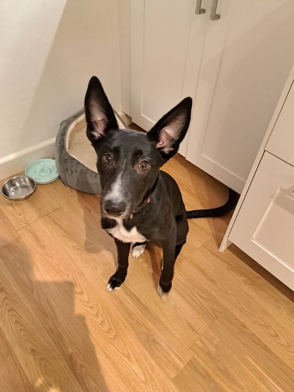 German Sheperd x Collie for sale in Southsea, Hampshire - Image 2